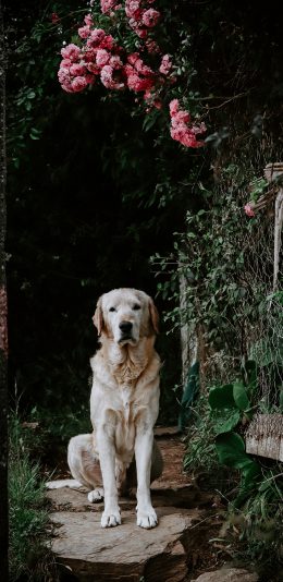 [2436x1125]狗 宠物 犬类 花园 鲜花 苹果手机壁纸图片