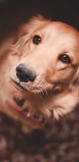 [2436x1125]狗 宠物 犬类 金毛 苹果手机壁纸图片