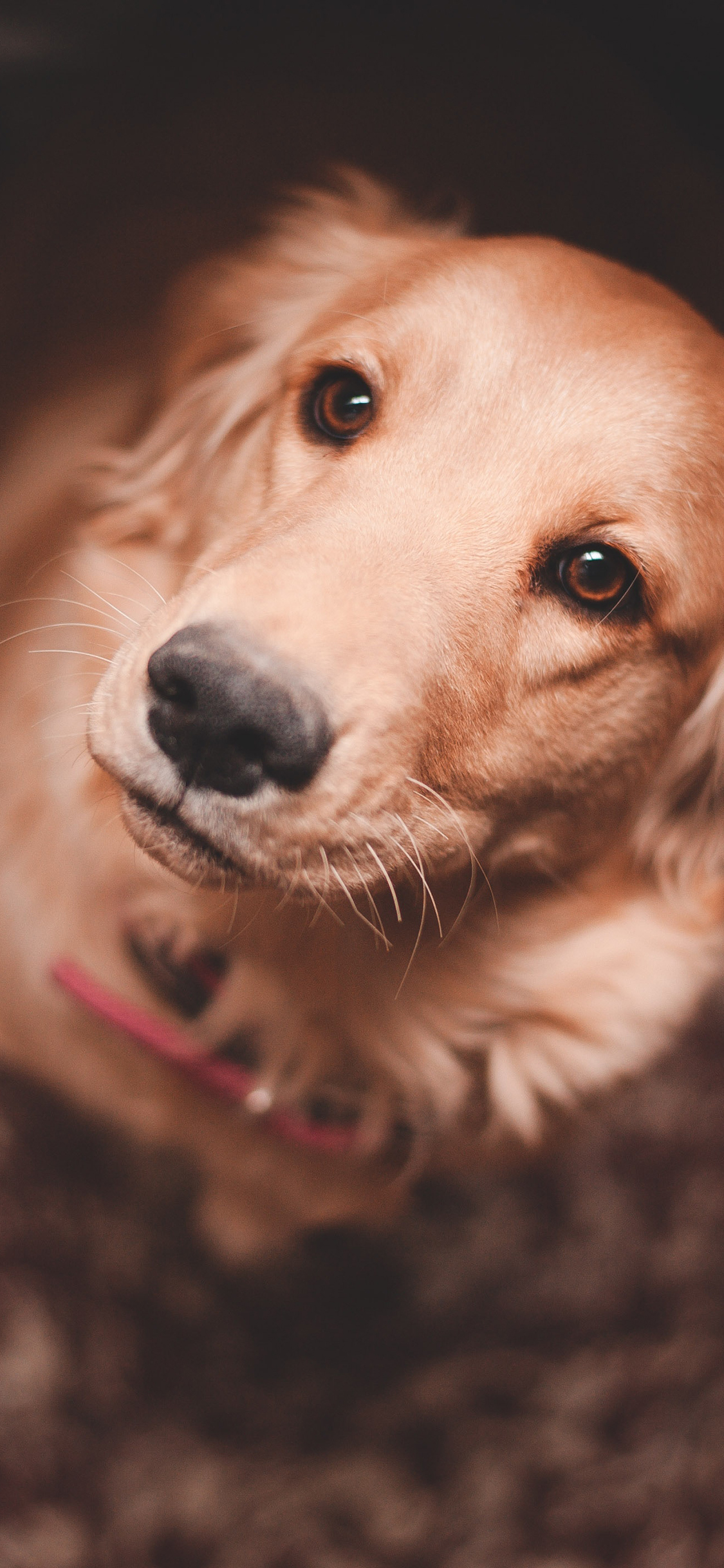 [2436×1125]狗 宠物 犬类 金毛 苹果手机壁纸图片
