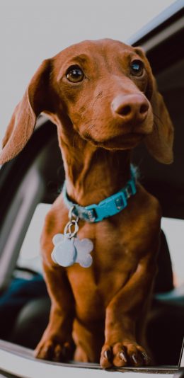 [2436x1125]狗 宠物 狗牌 车窗 苹果手机壁纸图片