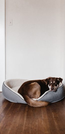 [2436x1125]狗 宠物 狗窝 家居 苹果手机壁纸图片