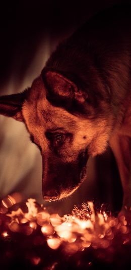 [2436x1125]狗 宠物 狼犬 光亮 苹果手机壁纸图片