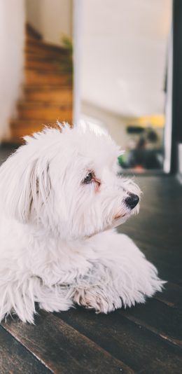 [2436x1125]狗 宠物 皮毛 地板 苹果手机壁纸图片