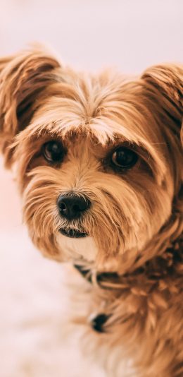 [2436x1125]狗 宠物 皮毛 眼神 苹果手机壁纸图片