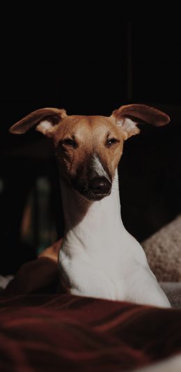 [2436x1125]狗 宠物 眯眼 光影 苹果手机壁纸图片