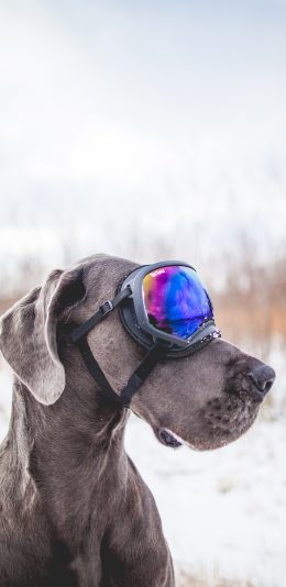 [2436x1125]狗 宠物 眼镜 防风镜 雪地 苹果手机壁纸图片