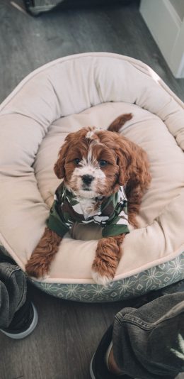 [2436x1125]狗 宠物 睡床 衣服 苹果手机壁纸图片