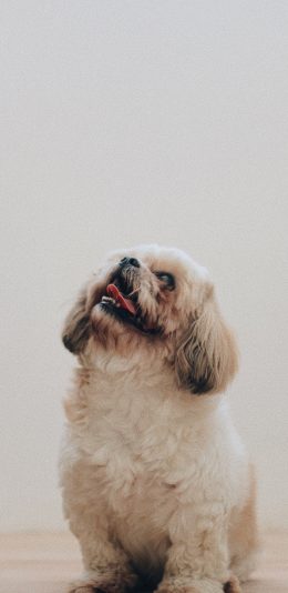 [2436x1125]狗 宠物 磨砂 颗粒感 苹果手机壁纸图片