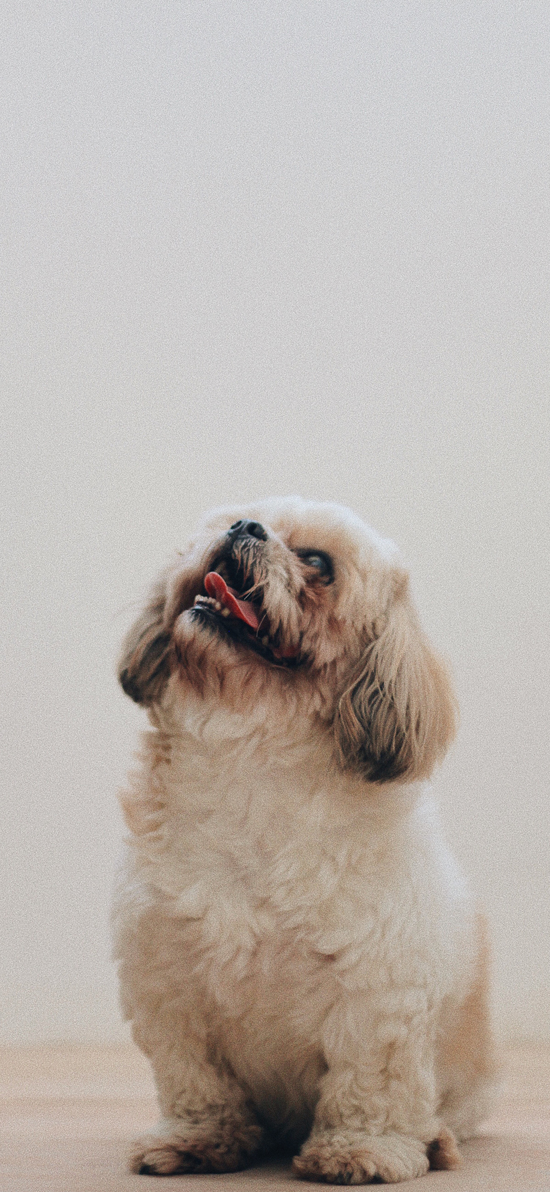 [2436×1125]狗 宠物 磨砂 颗粒感 苹果手机壁纸图片