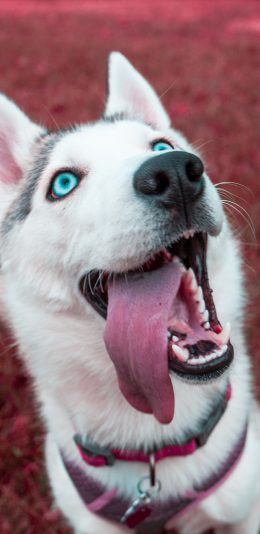 [2436x1125]狗 宠物 舌头 傻狗 苹果手机壁纸图片