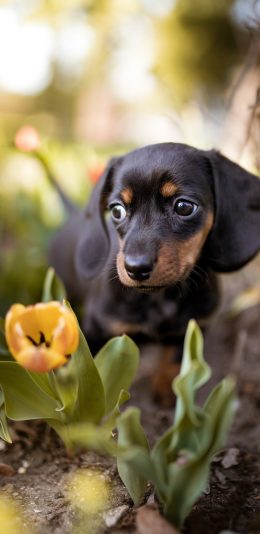 [2436x1125]狗 宠物 花田 幼仔 郁金香 苹果手机壁纸图片