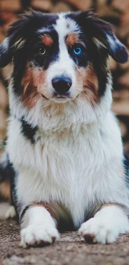 [2436x1125]狗 宠物 花色 皮毛 苹果手机壁纸图片