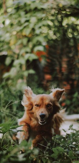 [2436x1125]狗 宠物 草丛 户外 苹果手机壁纸图片