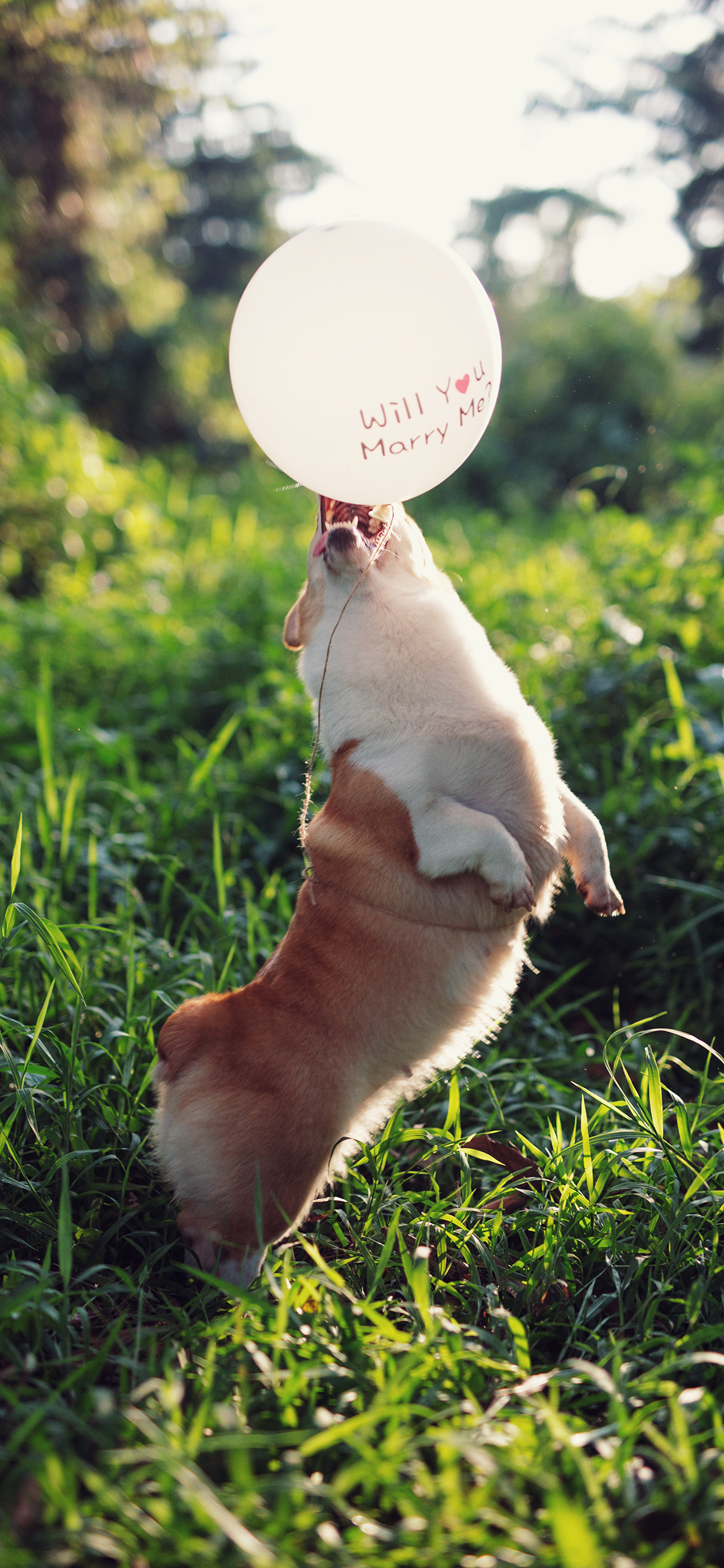 [2436×1125]狗 宠物 草地 气球 苹果手机壁纸图片