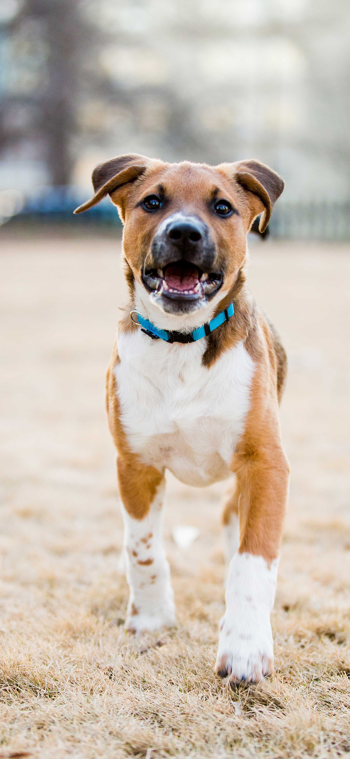 [2436×1125]狗 宠物 草场 苹果手机壁纸图片