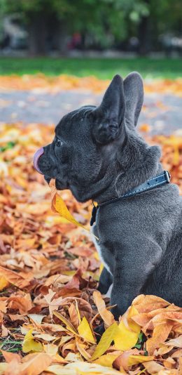 [2436x1125]狗 宠物 落叶 斗牛 苹果手机壁纸图片