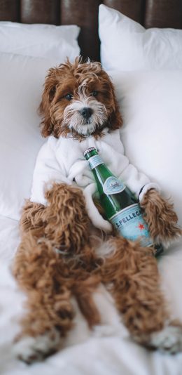 [2436x1125]狗 宠物 衣物 酒瓶 苹果手机壁纸图片