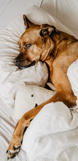 [2436x1125]狗 宠物 被子 枕头 苹果手机壁纸图片