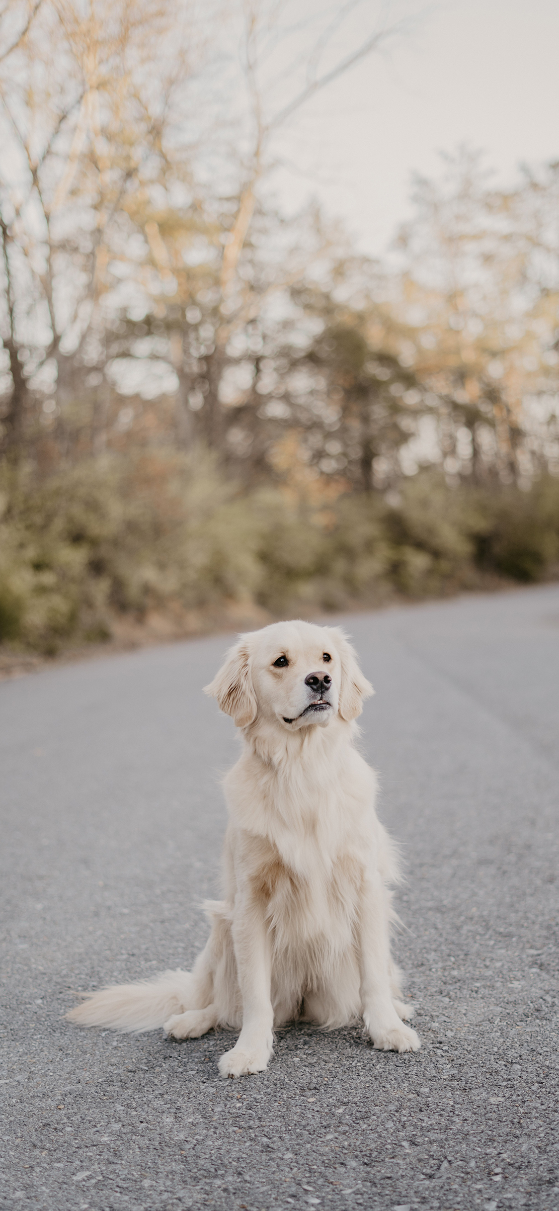 [2436×1125]狗 宠物 道路 户外 宠物 苹果手机壁纸图片
