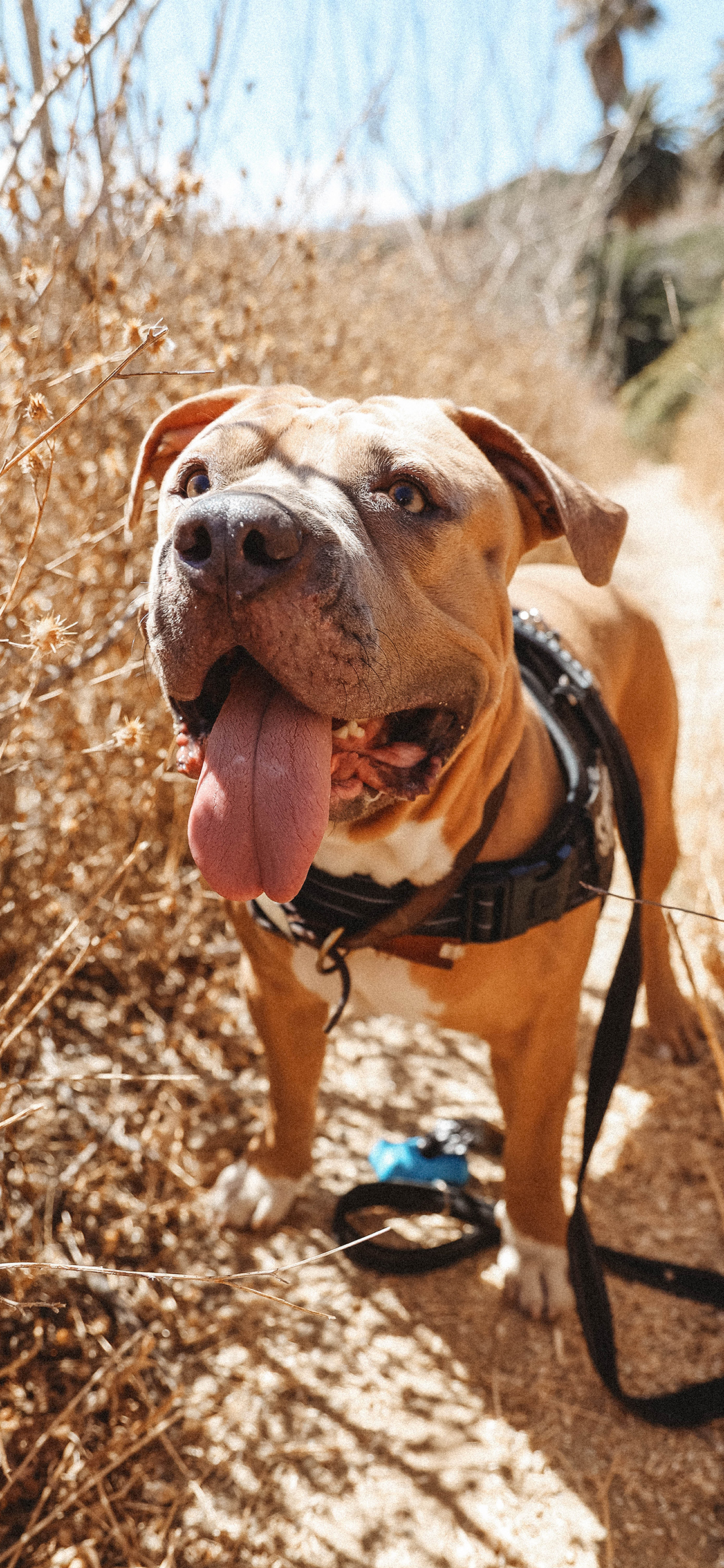 [2436×1125]狗 宠物 项圈  野外 土佐犬 苹果手机壁纸图片