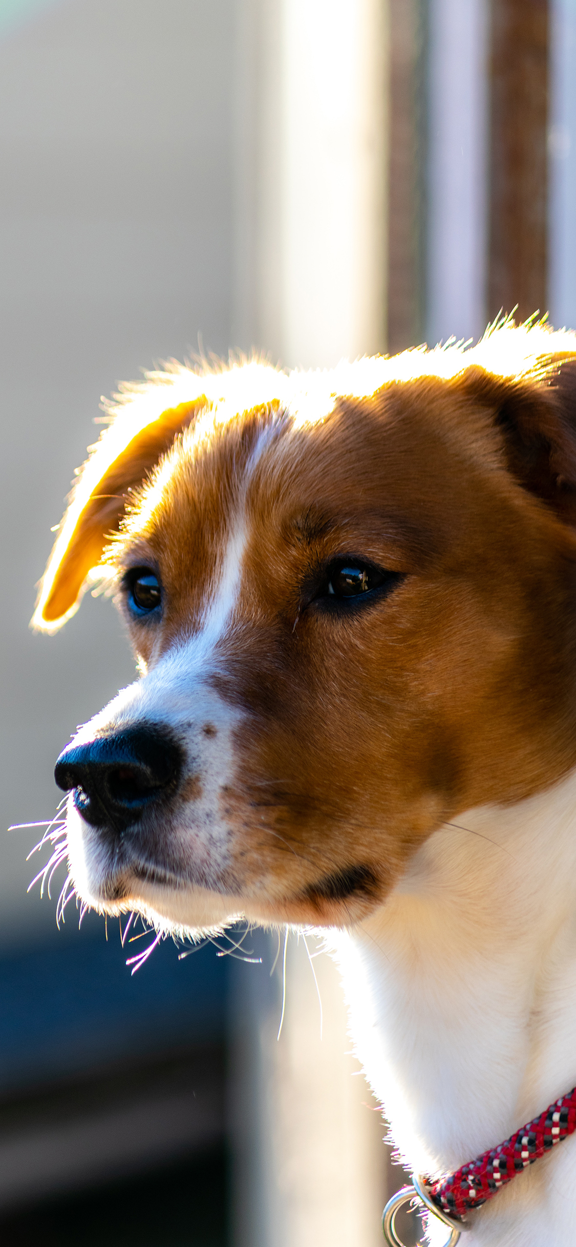 [2436×1125]狗 宠物 项圈 可爱 苹果手机壁纸图片