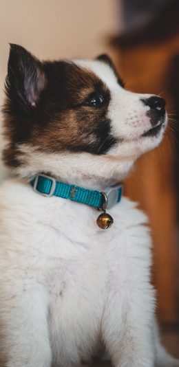 [2436x1125]狗 宠物 项圈 想 苹果手机壁纸图片