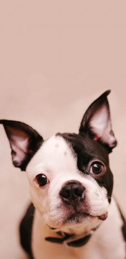 [2436x1125]狗 宠物 项圈 黑白 犬类 苹果手机壁纸图片