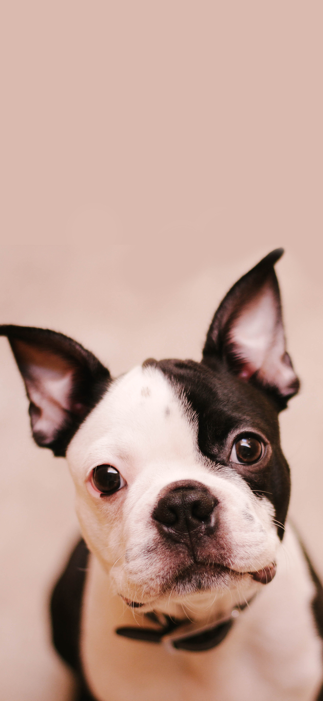 [2436×1125]狗 宠物 项圈 黑白 犬类 苹果手机壁纸图片