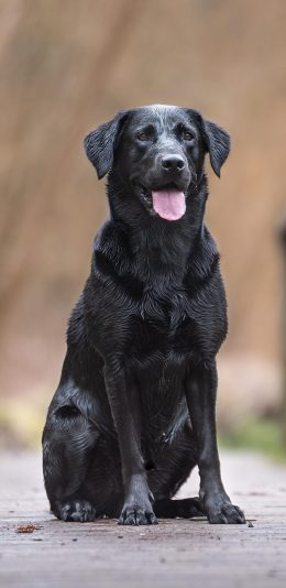 [2436x1125]狗 宠物 黑狗 宠物 苹果手机壁纸图片