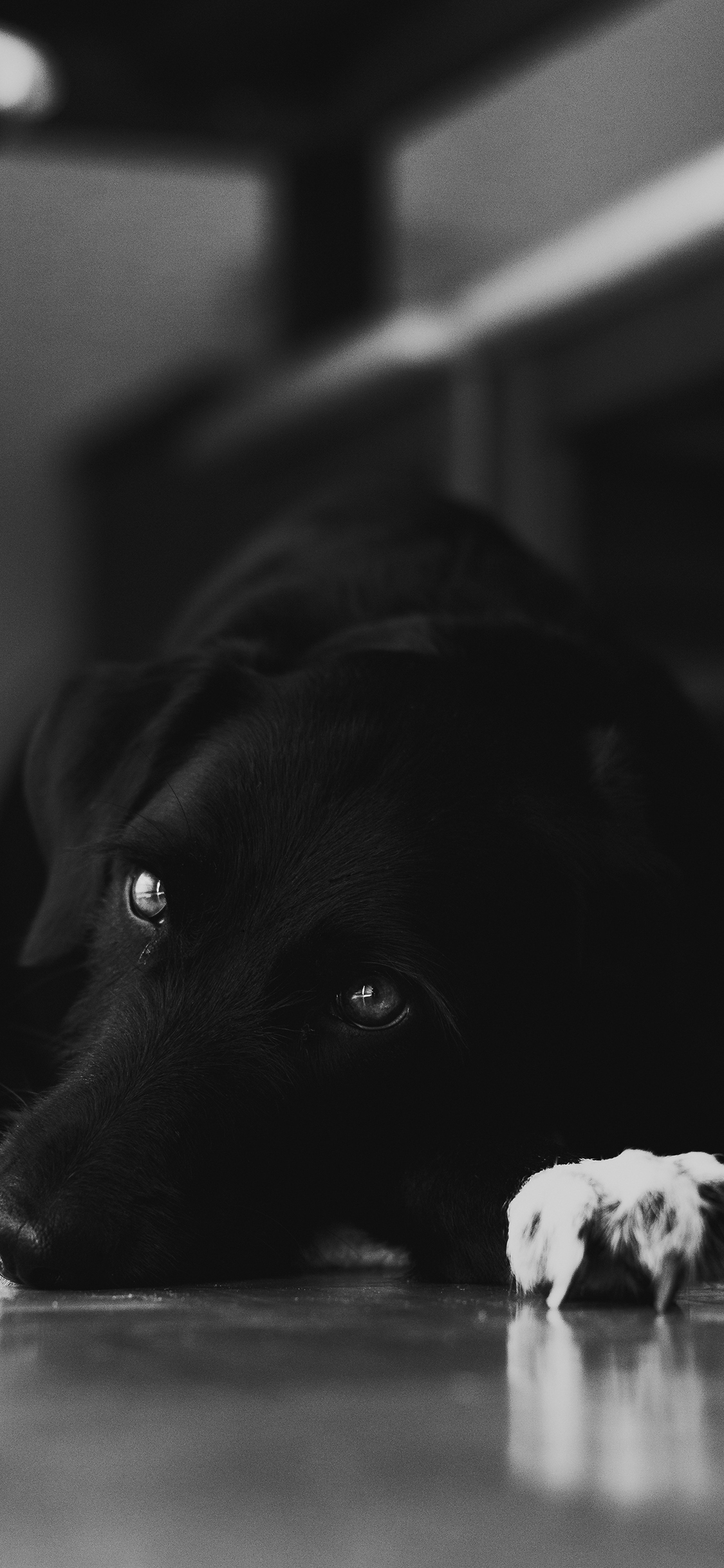 [2436×1125]狗 宠物 黑狗 爪子 苹果手机壁纸图片