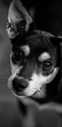 [2436x1125]狗 宠物 黑白 动物 苹果手机壁纸图片