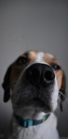 [2436x1125]狗 宠物 鼻子 大头 苹果手机壁纸图片