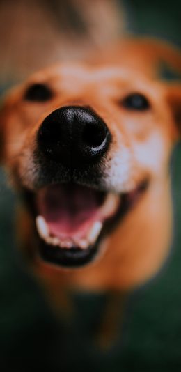 [2436x1125]狗 宠物 鼻子 金毛 苹果手机壁纸图片