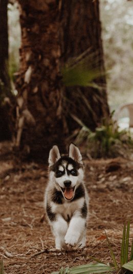 [2436x1125]狗 幼犬 哈士奇 宠物 苹果手机壁纸图片
