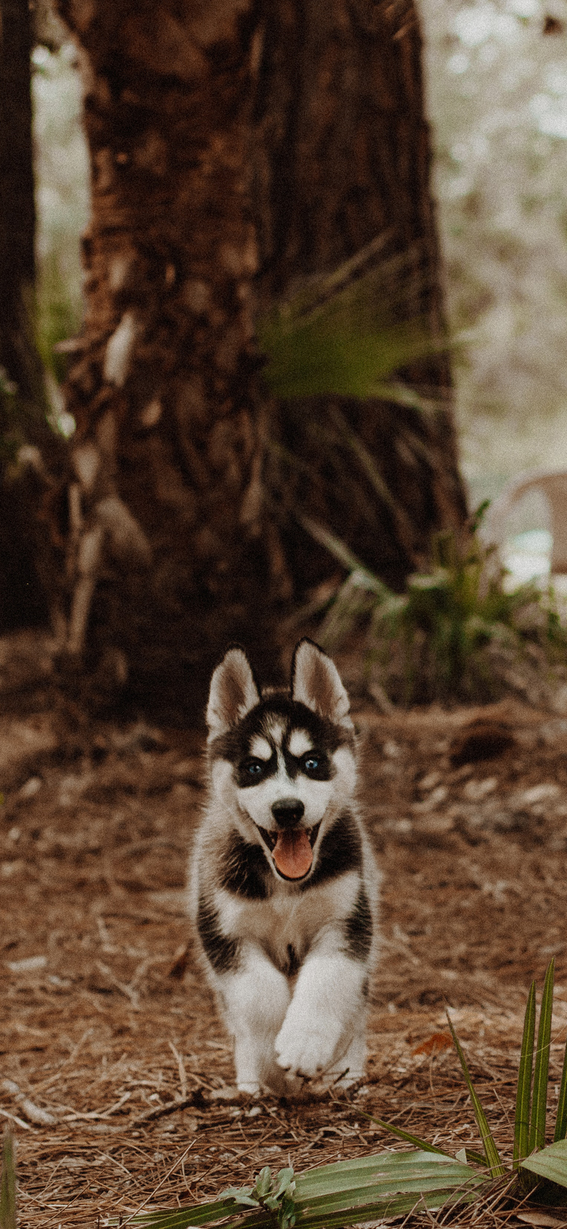 [2436×1125]狗 幼犬 哈士奇 宠物 苹果手机壁纸图片