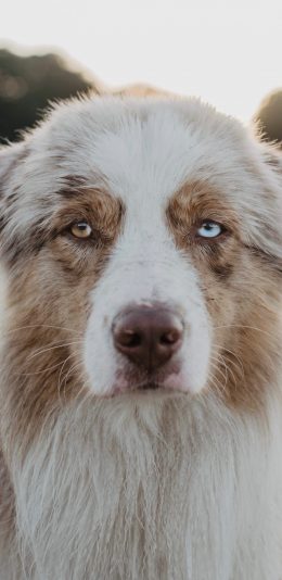 [2436x1125]狗 异瞳 品种 皮毛 苹果手机壁纸图片