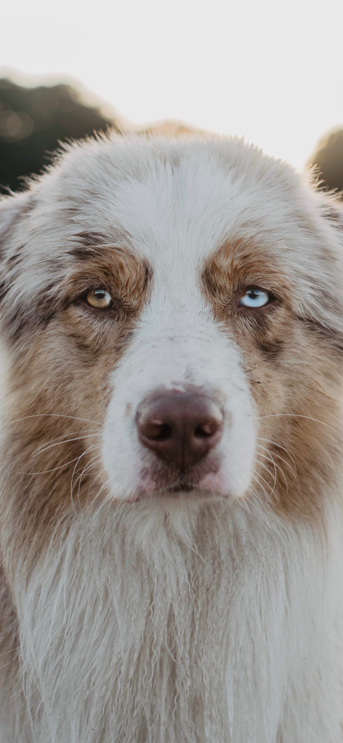 [2436×1125]狗 异瞳 品种 皮毛 苹果手机壁纸图片