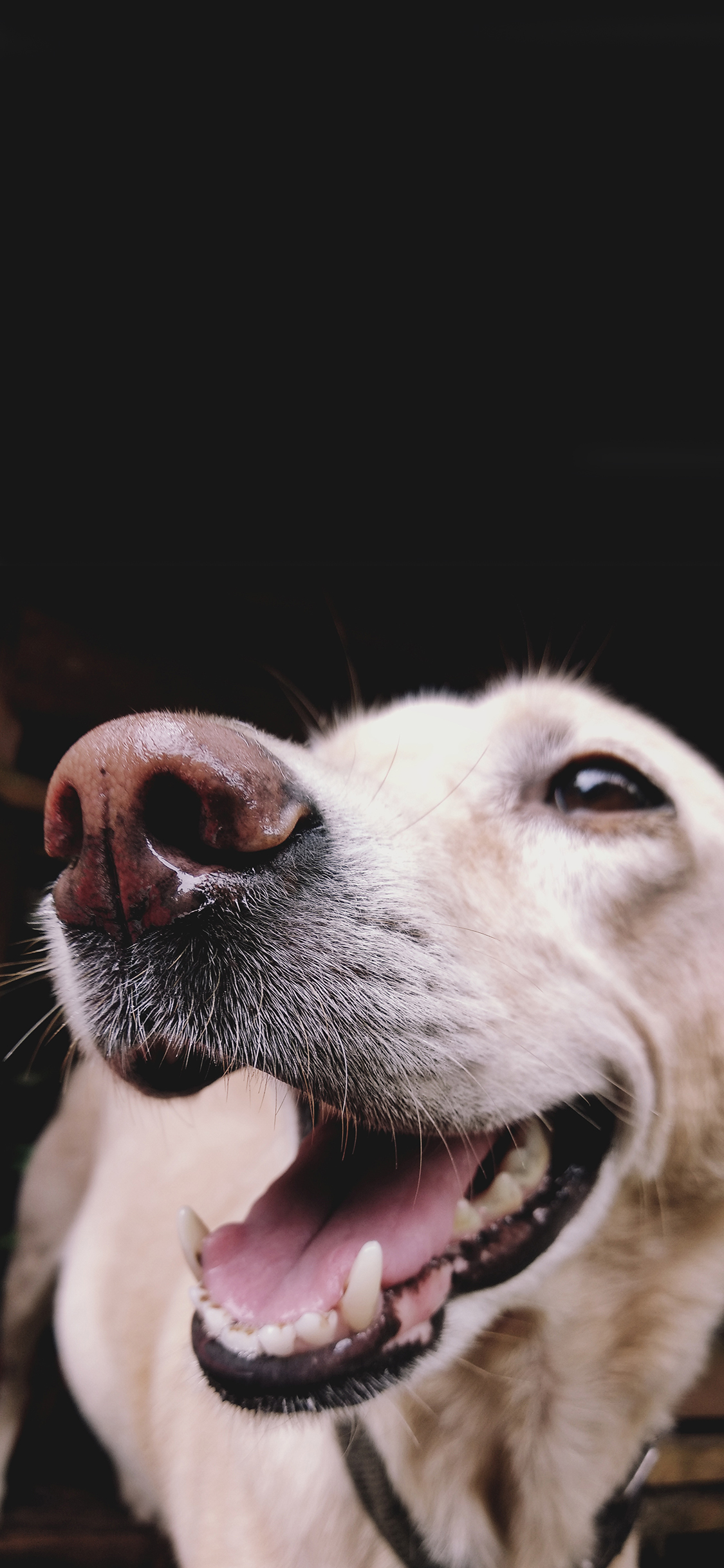 [2436×1125]狗 张嘴 齿牙 狗头 苹果手机壁纸图片