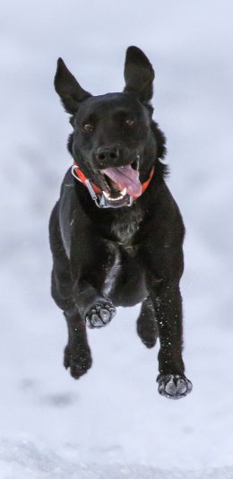 [2436x1125]狗 德牧 雪地 撒欢 犬 苹果手机壁纸图片