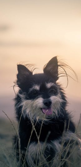[2436x1125]狗 户外 宠物 吐舌 苹果手机壁纸图片