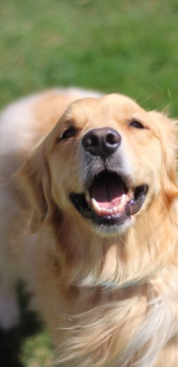 [2436x1125]狗 拉布拉多犬 宠物 金毛 苹果手机壁纸图片