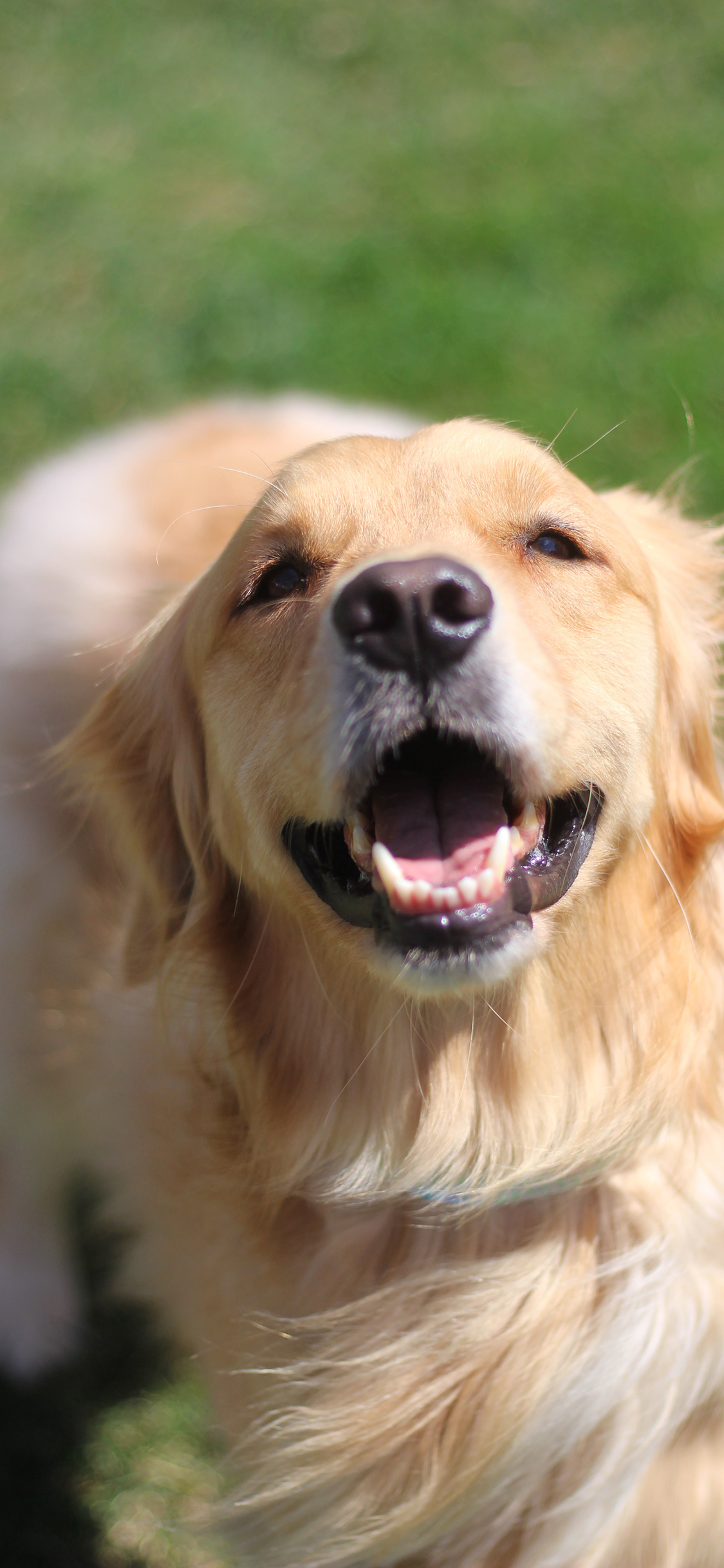 [2436×1125]狗 拉布拉多犬 宠物 金毛 苹果手机壁纸图片