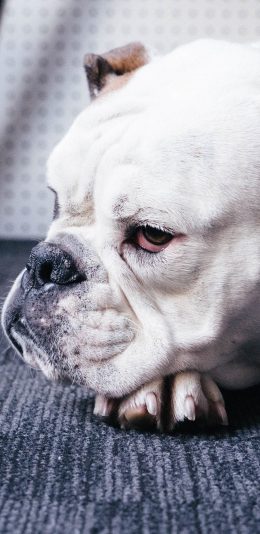 [2436x1125]狗 斗牛犬 宠物 趴窝 苹果手机壁纸图片