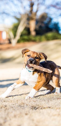 [2436x1125]狗 木棍 宠物 机敏 苹果手机壁纸图片