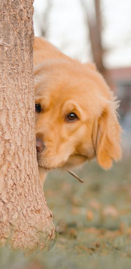 [2436x1125]狗 树木 宠物 金毛 拉布拉多 苹果手机壁纸图片