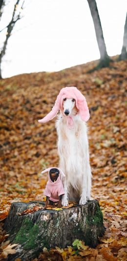 [2436x1125]狗 树桩 树叶 宠物 可爱 苹果手机壁纸图片
