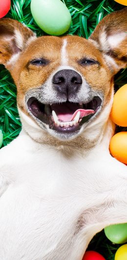 [2436x1125]狗 欢乐 犬 汪星人 宠物 苹果手机壁纸图片