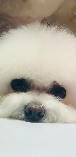 [2436x1125]狗 比熊 宠物 头 苹果手机壁纸图片