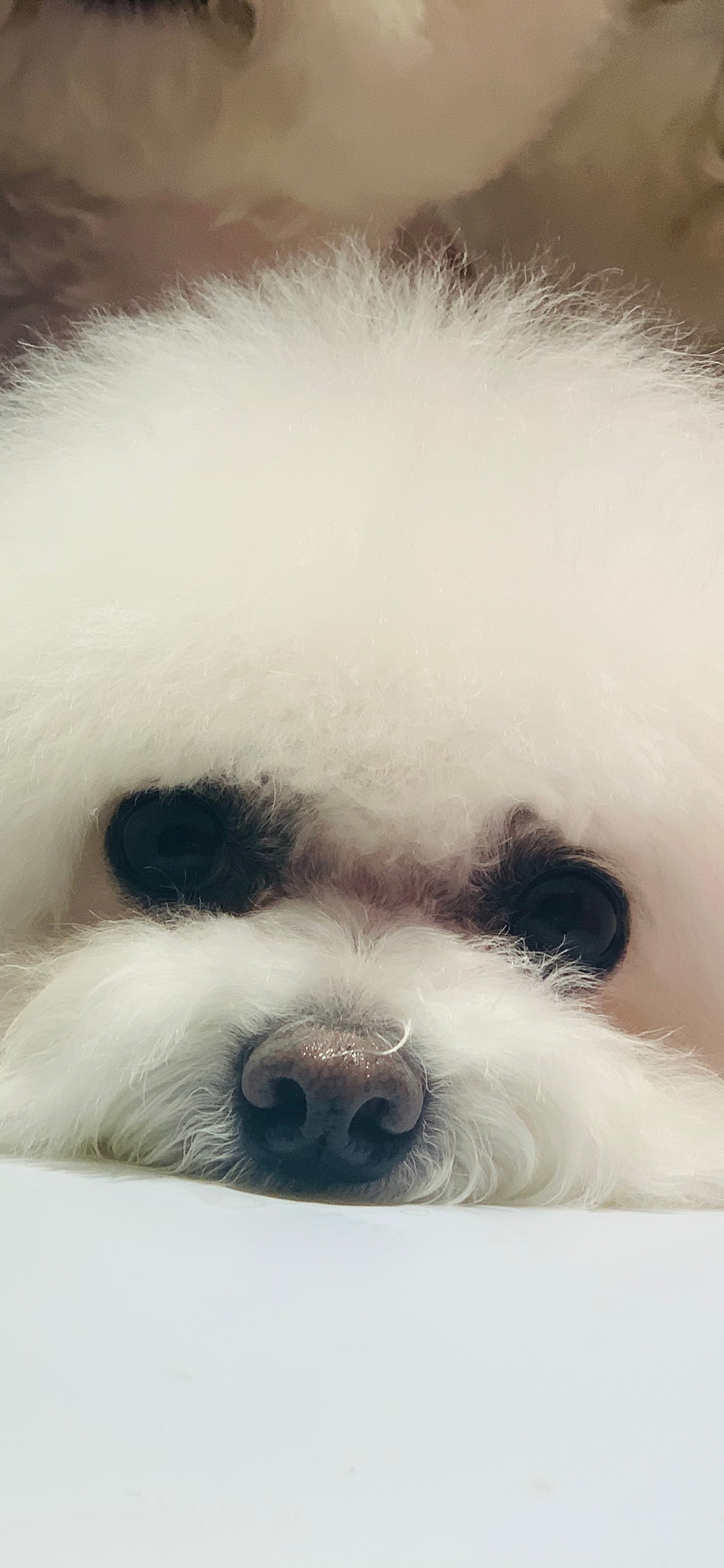 [2436×1125]狗 比熊 宠物 头 苹果手机壁纸图片