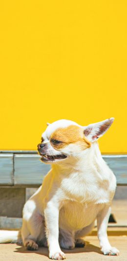 [2436x1125]狗 汪星人  吉娃娃 可爱 宠物 苹果手机壁纸图片